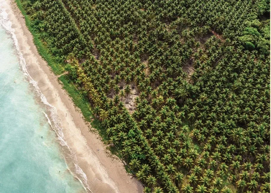 Vista aérea da Praia do Toque, com coqueiral, faixa de areia e o mar.